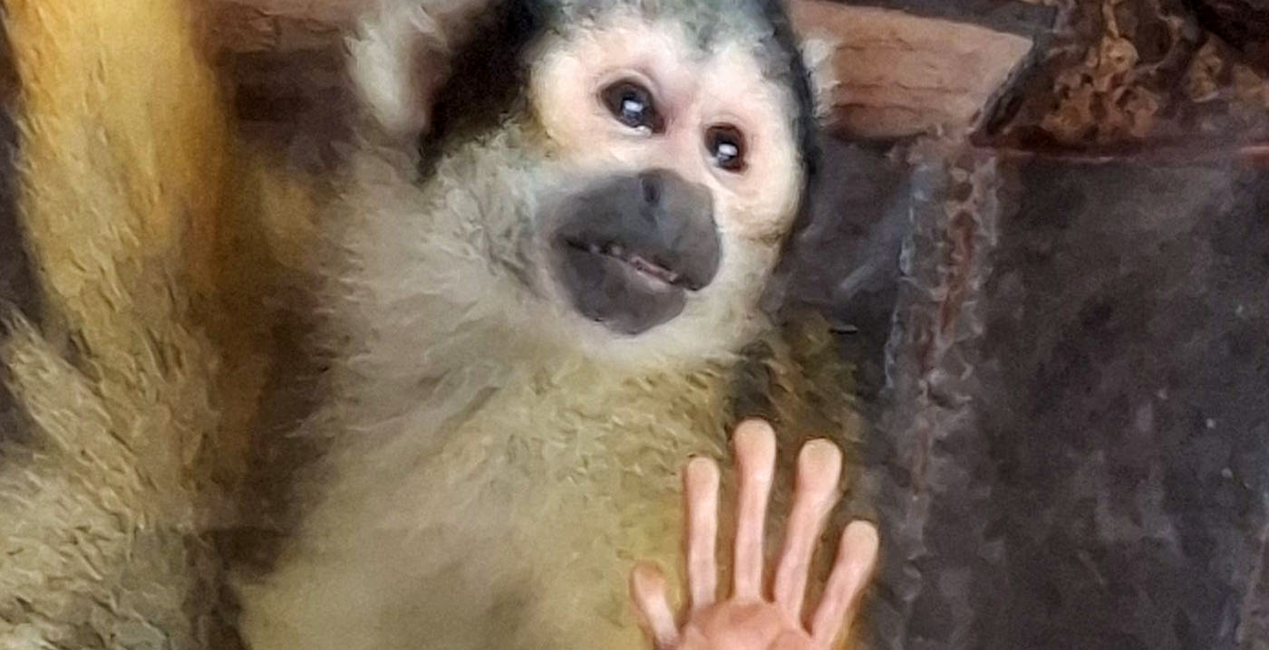 ZooParc Overloon reageert op dodelijke brand bij apen: 'Vreselijk nieuws'