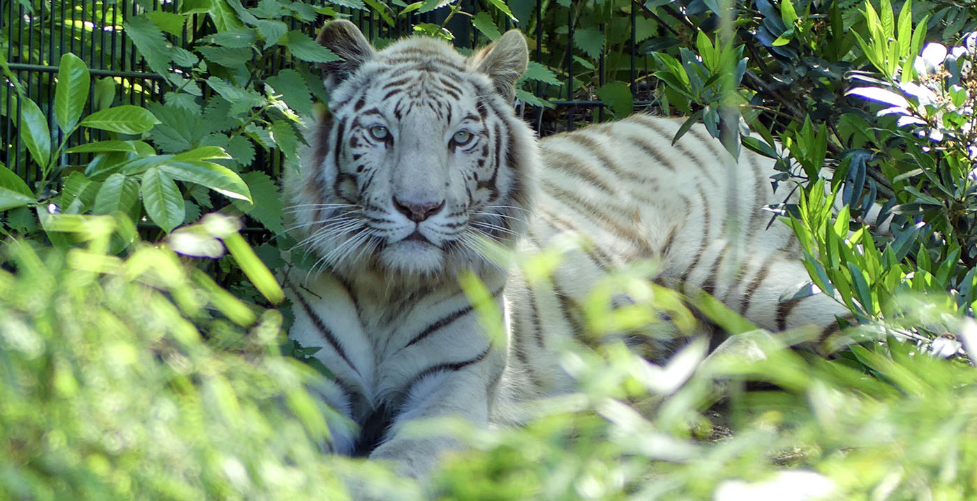 ZooParc Overloon stuurt witte tijger weg vanwege uitsterfbeleid: afscheid van 'iconisch dier'