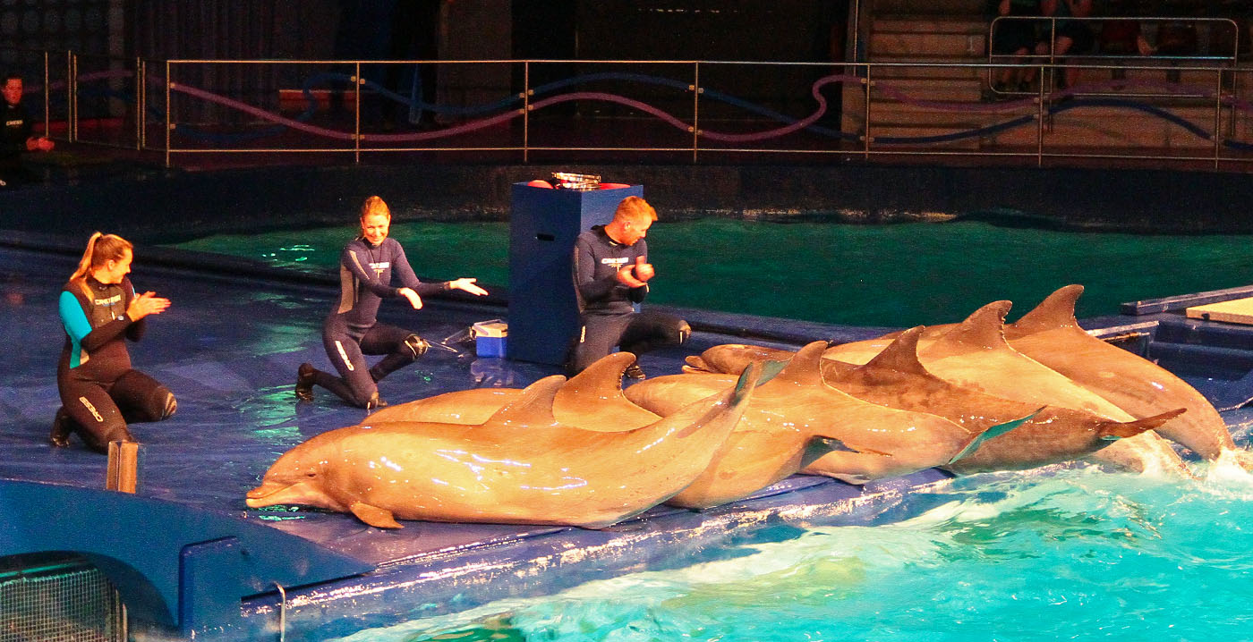 Nog steeds veel onnatuurlijk gedrag in shows Dolfinarium: overheid grijpt in