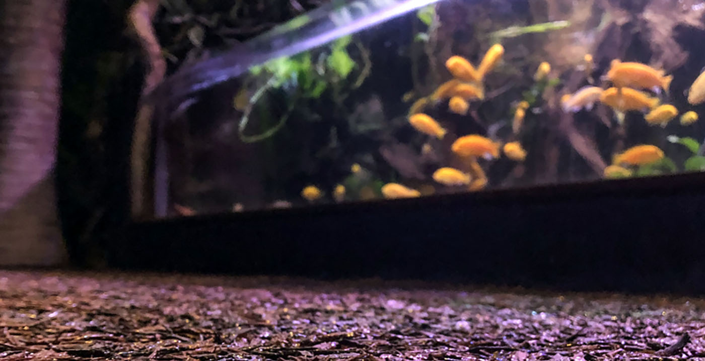 Sea Life Scheveningen vanaf september voor onbepaalde tijd gesloten
