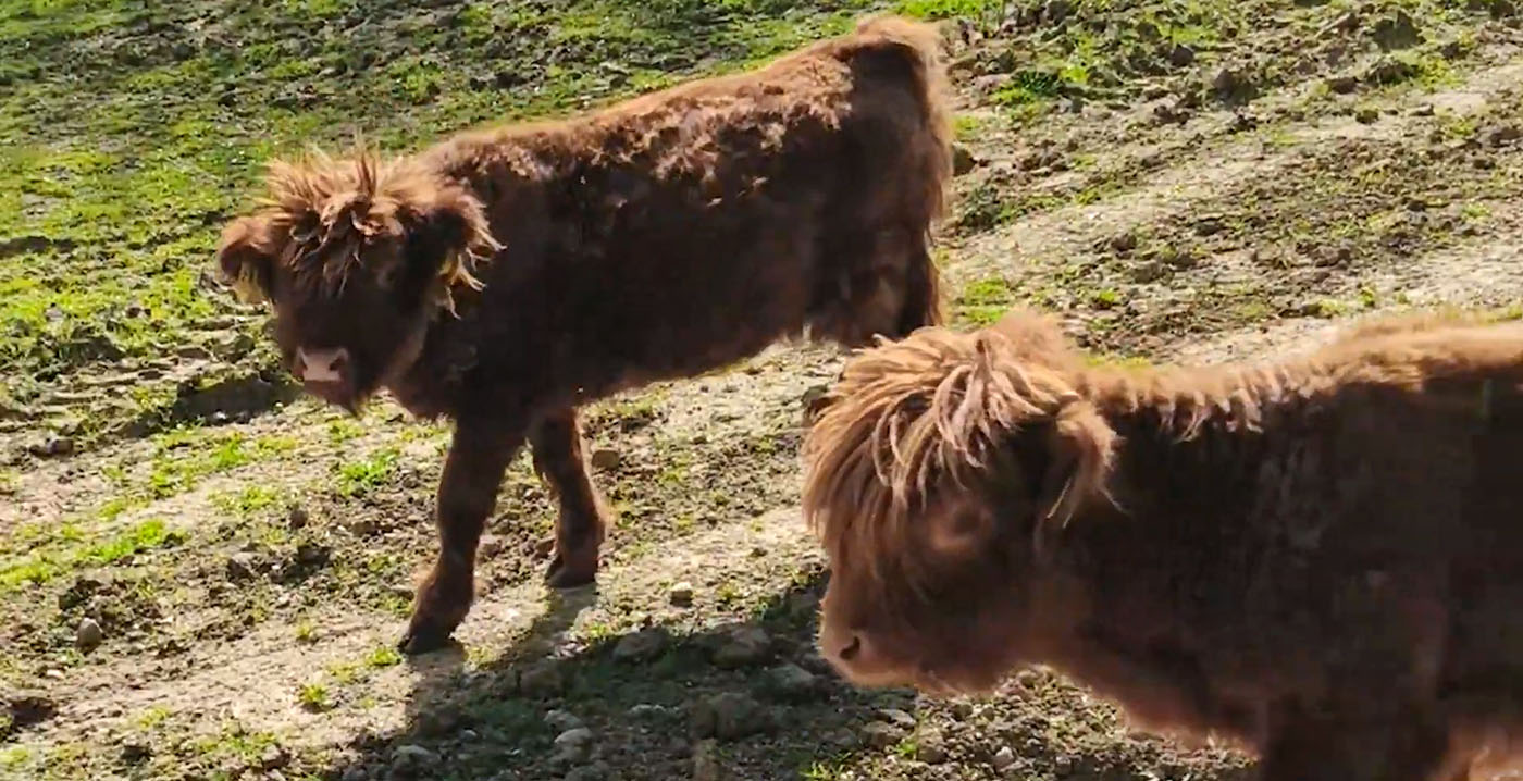 Schotse hooglanders gearriveerd in dierentuin GaiaZoo