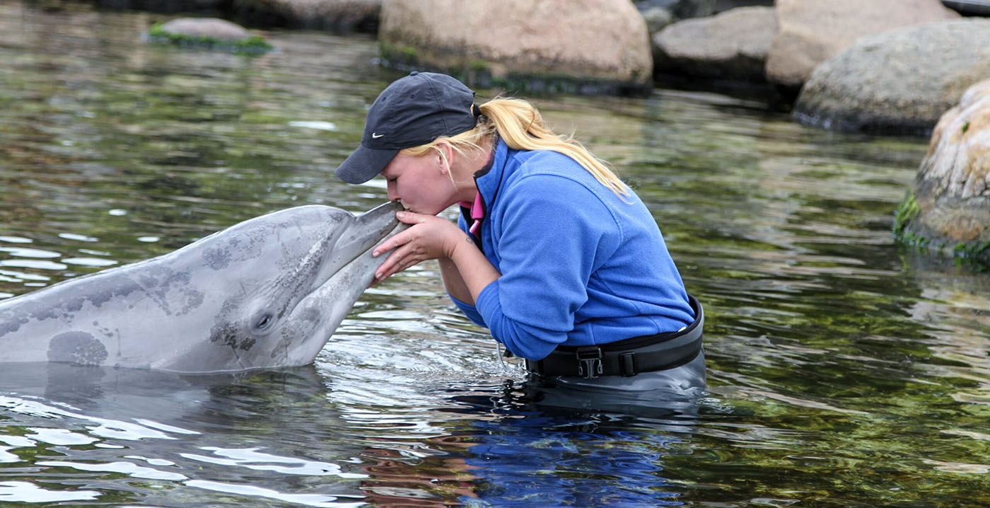 Dolfinarium-shows aangepast na dreiging met dwangsom: 'We nemen opmerkingen serieus'
