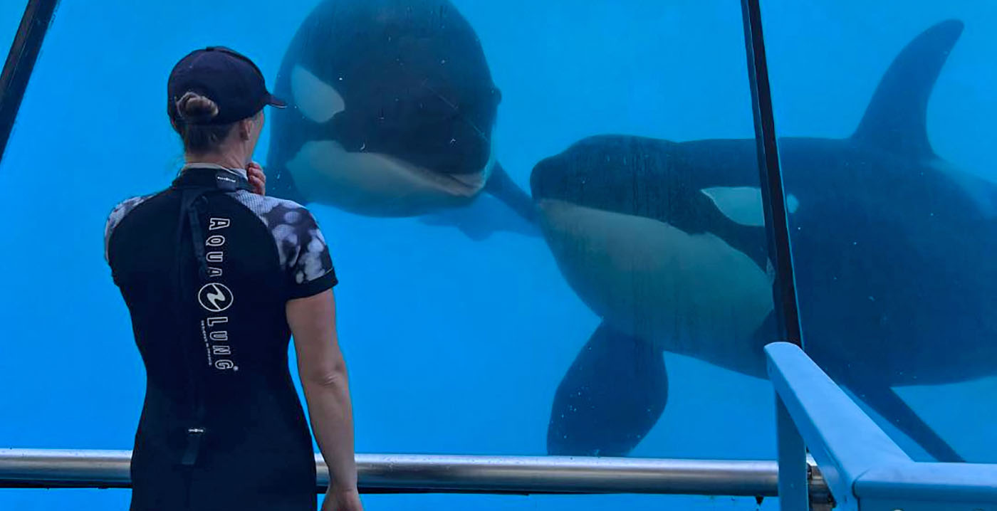 Gesloten dierenpark Marineland krijgt geen toestemming om orka's en dolfijnen te verplaatsen