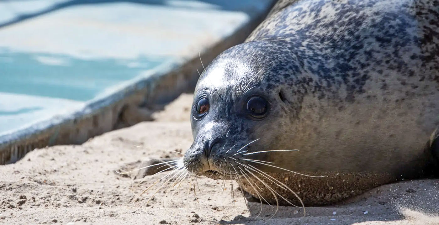 Dierentuin Hoenderdaell opent gebied met bruinvissen en zeehonden: De Waddenbelevenis