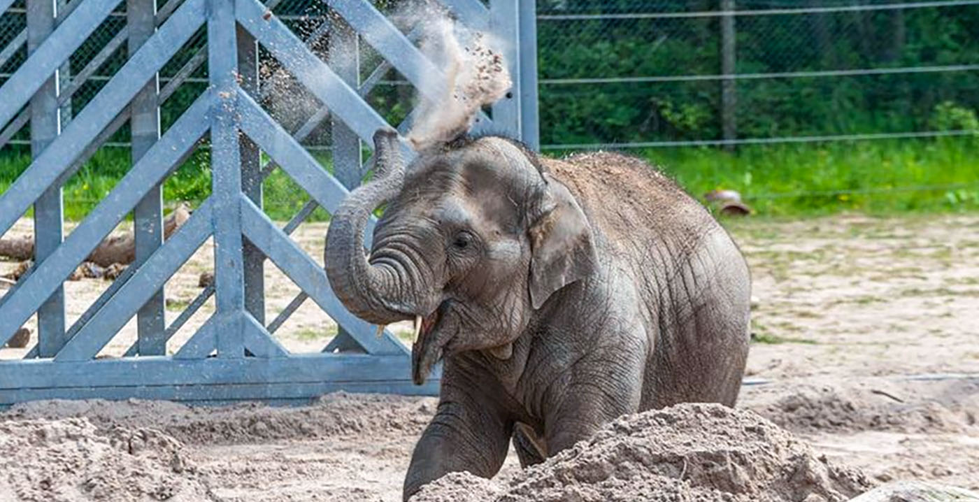 Veel strengere regels voor Britse dierentuinen: olifantenverblijven moeten gigantisch worden