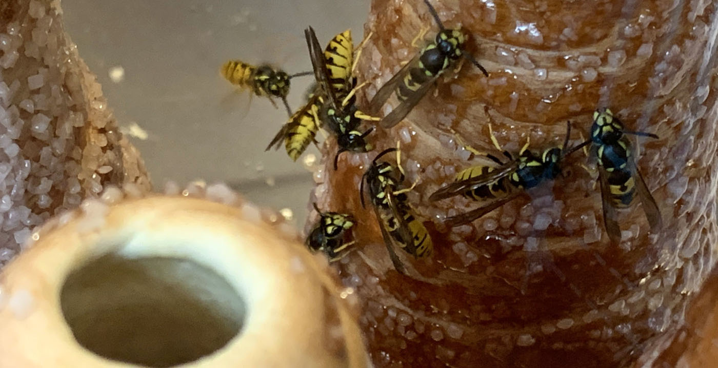 Foto: wespen duiken massaal op zoete Efteling-snack, zelfs in de herfst