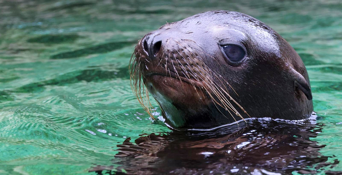 Maat is vol voor Partij voor de Dieren: zeeleeuwen moeten weg uit Artis