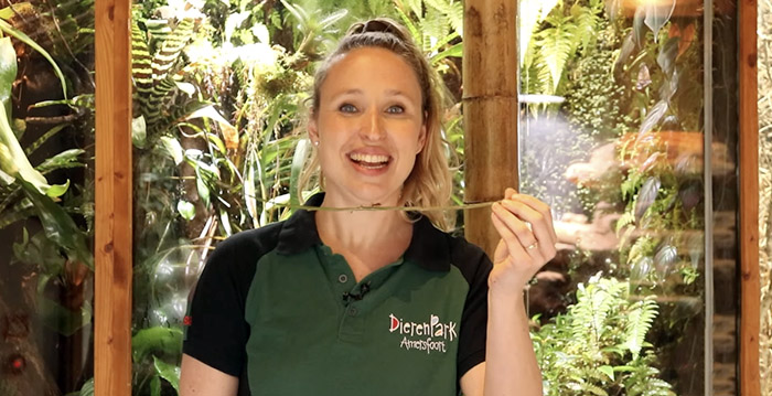 DierenPark Amersfoort laat donateurs live meekijken met mierenkolonie