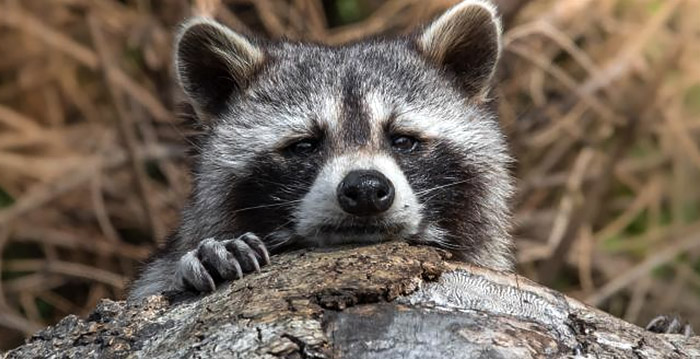 Dierenpark Wildlands Emmen is vijf wasberen kwijt