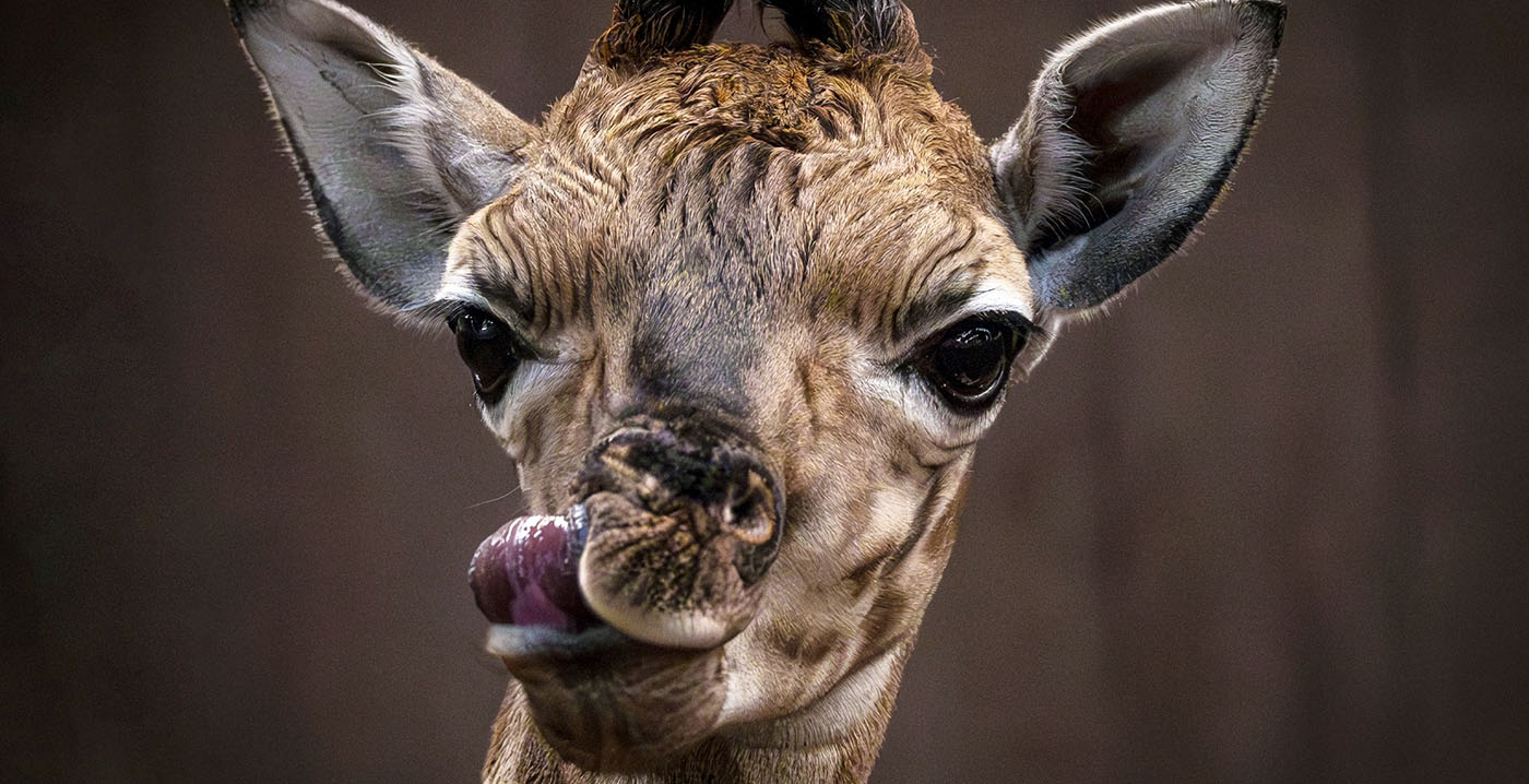 Minder bezoekers voor Safaripark Beekse Bergen, maar daar is een verklaring voor