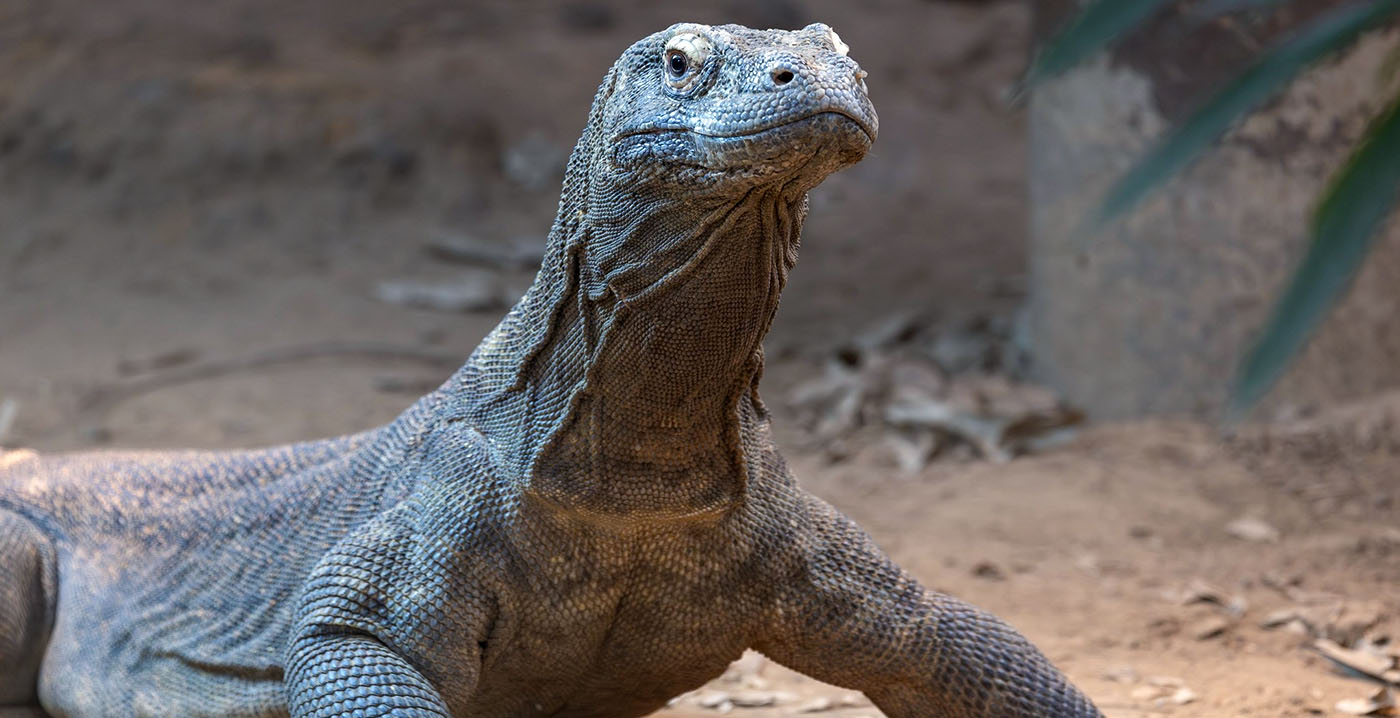 Gemeente schiet Blijdorp te hulp met miljoenenvoorschot om sluiting te voorkomen
