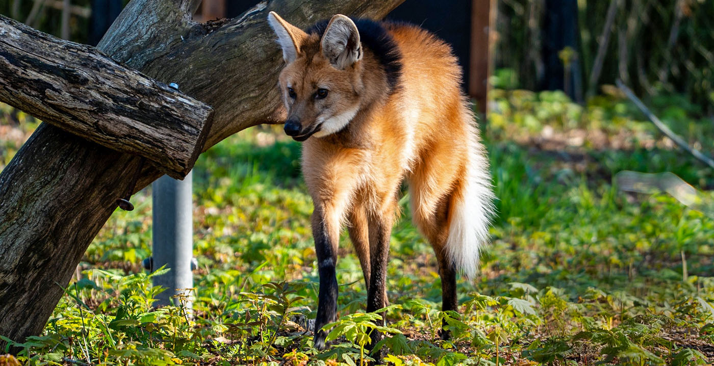 Opvallende keuze in Pairi Daiza: manenwolven al na paar weken uit megakas gehaald
