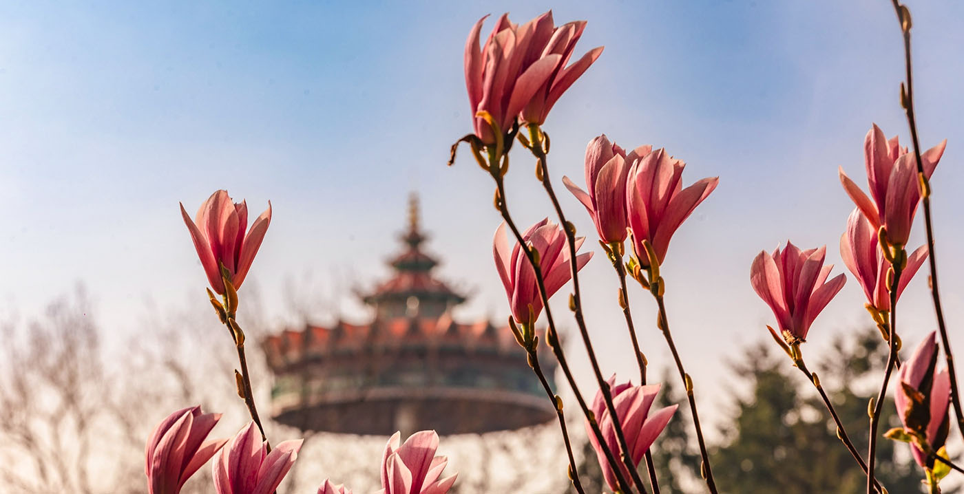 Politieke partij wil Efteling uit de brand helpen met nieuwe natuurvergunning: weinig steun