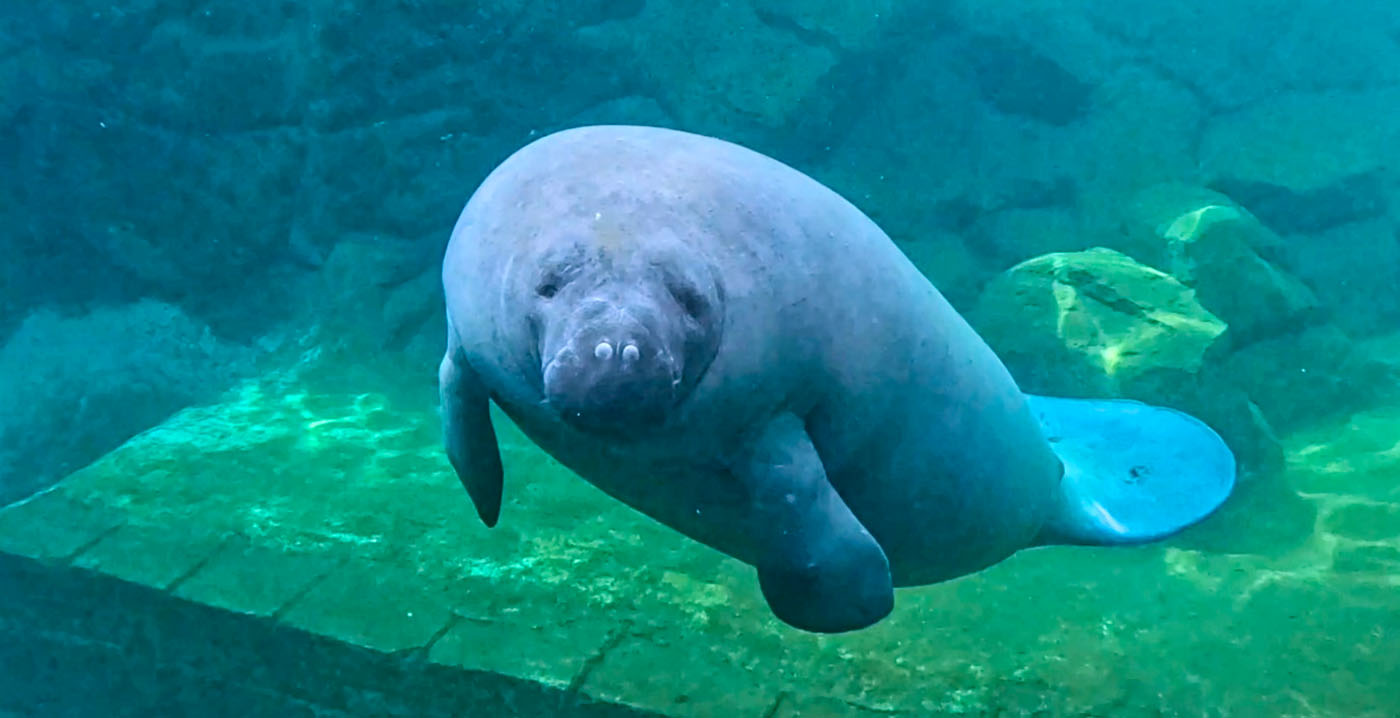 Slapen tussen de zeekoeien: Pairi Daiza opent reserveringen voor nieuwe onderwaterkamers