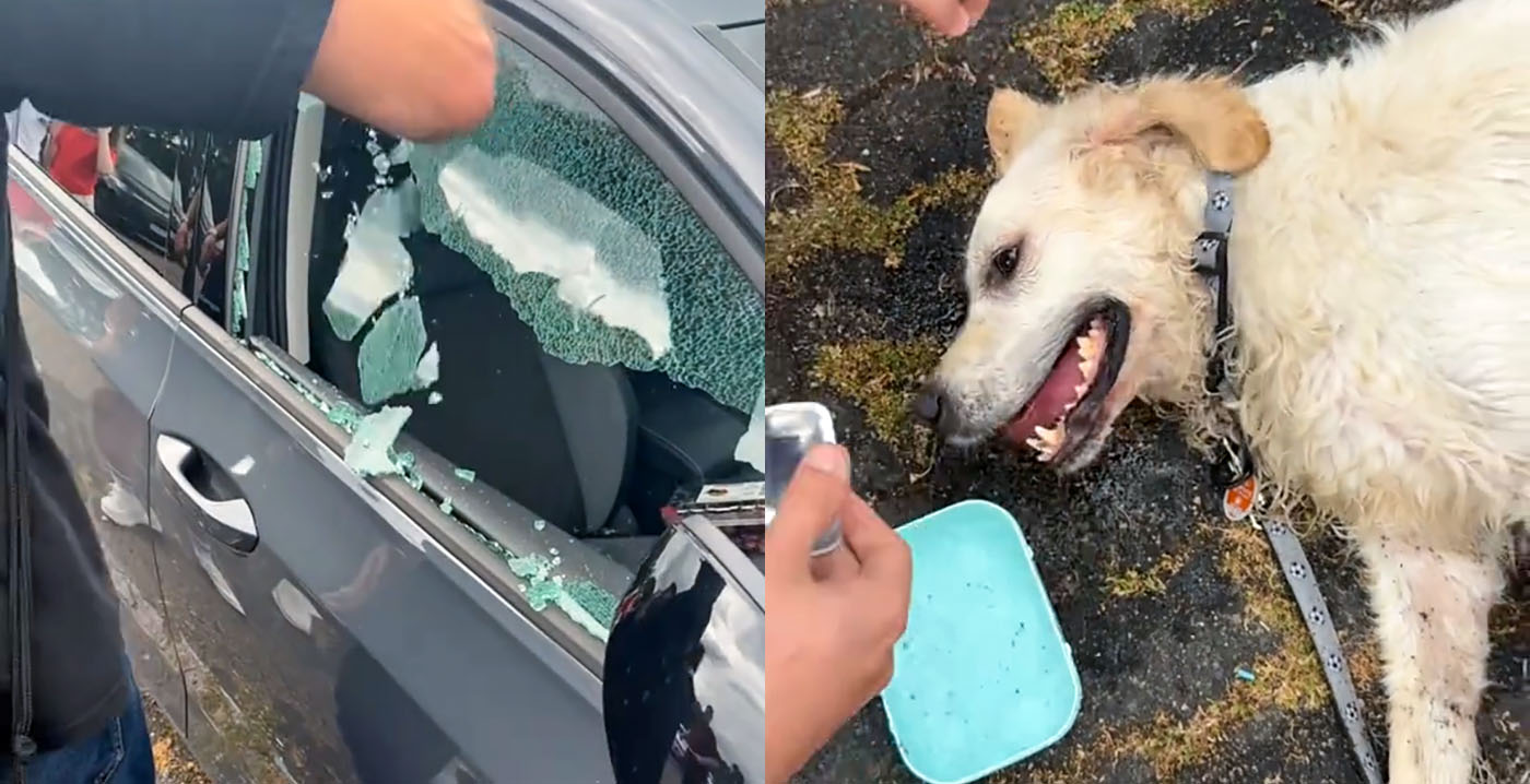 Nederlandse bezoeker Movie Park Germany ziet hond opgesloten in hete auto en bedenkt zich geen moment