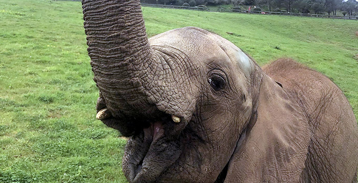 Medewerker dierenpark overleden na klap van olifantenslurf
