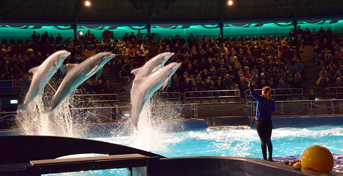 Dolfinarium weer open: aangepaste openingstijden en vaste looproutes