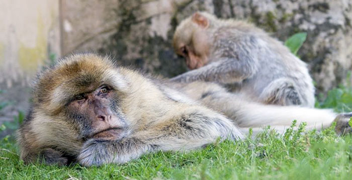 Apenheul sluit deel park vanwege hitte: 'Meer dan 50 graden'