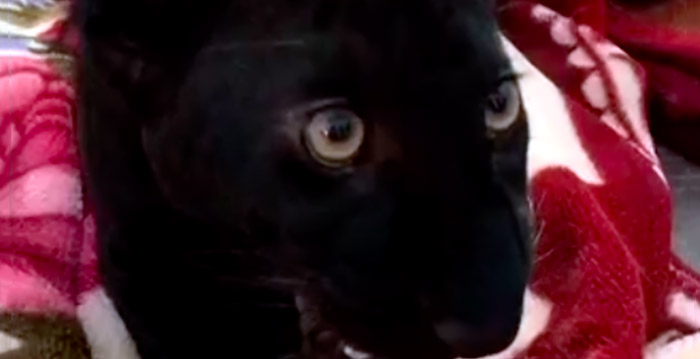 Zwarte panter na reddingsactie gestolen uit Franse dierentuin