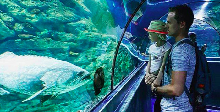 Aquarium Antwerpen gaat dicht: nieuwe eigenaar heeft niets met vissen