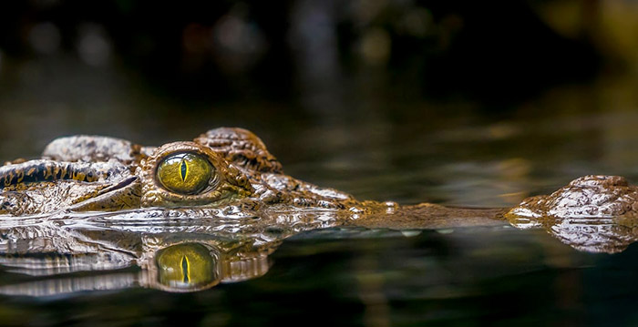 Dierentuin schiet krokodil dood na bijten van verzorgster