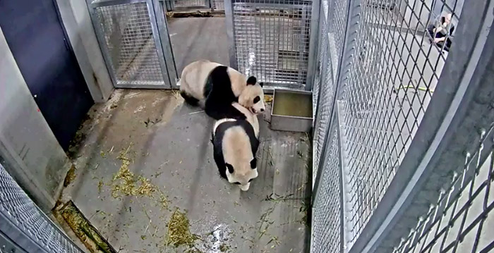 Geen Chinese dierenartsen bij panda's Ouwehands Dierenpark door coronavirus