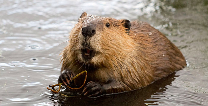 Dierentuin wil ten dode opgeschreven bevers uit Walibi Belgium redden