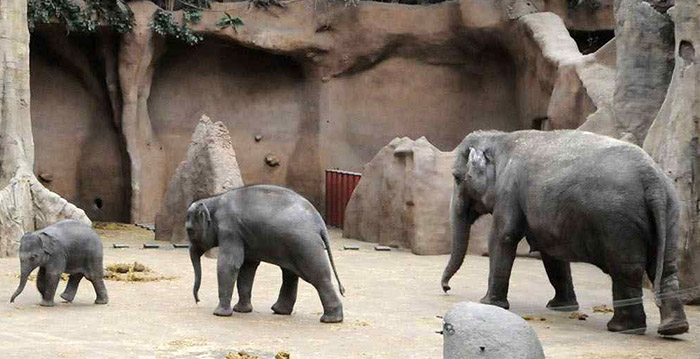 Fans zamelen 150.000 euro in voor olifanten Blijdorp