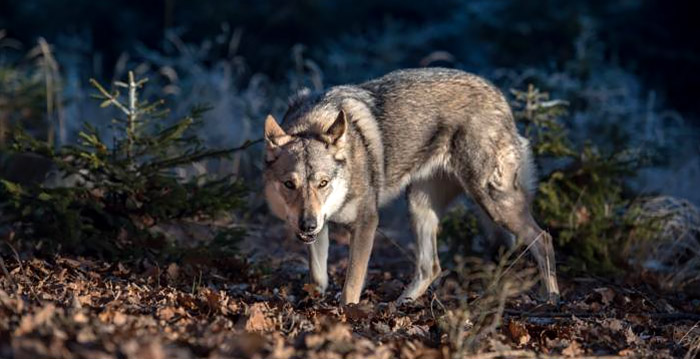 Wolf ontsnapt uit dierenpark Pairi Daiza: schapenboeren gewaarschuwd
