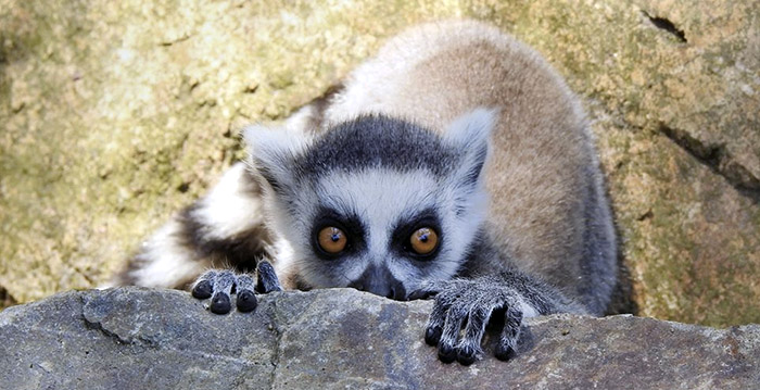 Ruim 10 procent minder bezoekers voor DierenPark Amersfoort