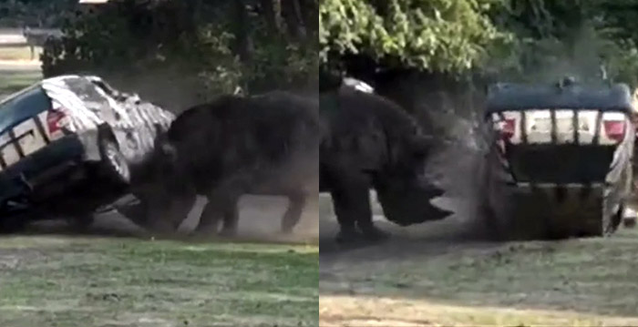 Agressieve neushoorn valt auto aan in Duits safaripark