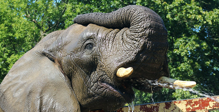 Poolse dierentuin geeft olifanten cannabis tegen stress