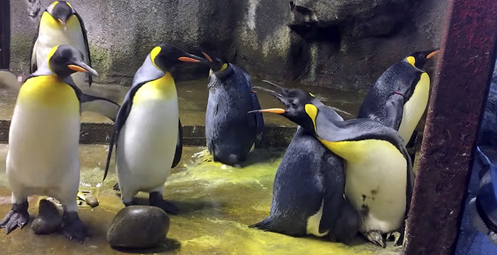 Homo-pinguïns kidnappen kuiken in dierentuin