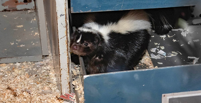 Wildlands Emmen is eerste dierentuin met wasberen, stinkdieren en zeehonden in één verblijf