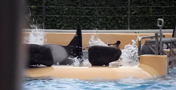 Hartverscheurend: orka probeert in paniek te ontsnappen uit waterpark