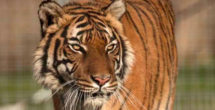 Tijger bijt verzorgster dood in dierentuin