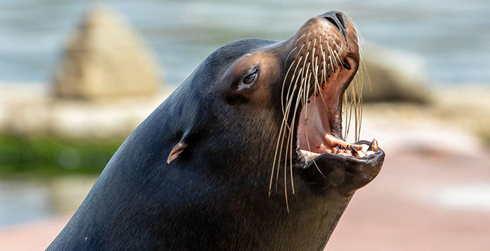Experts hebben veel commentaar op Dolfinarium: ondermaatse verblijven, weinig educatie