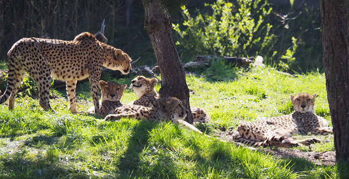 Vijf nieuwe jachtluipaarden in ZooParc Overloon