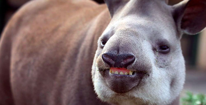Partij voor de Dieren boos om miljoenengift voor dierentuin Artis