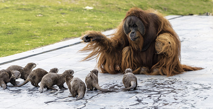 Belgische dierentuin haalt wereldpers: orang-oetans spelen met otters