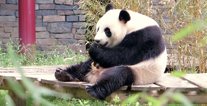 Reuzenpanda's Ouwehands Dierenpark live volgen webcams - Looopings.nl