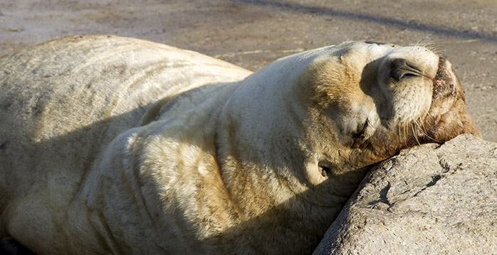 Financieel drama voor Dolfinarium Harderwijk: weer miljoenen euro's verlies