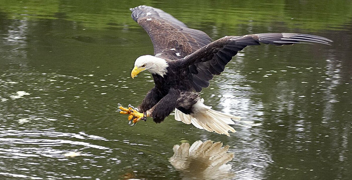Roep om stoppen vogelshows wordt steeds luider