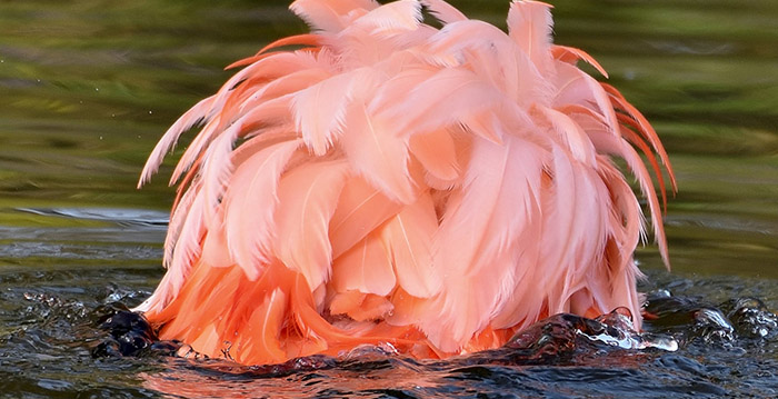 Horror in Duitse dierentuin: alle flamingokuikens dood aangetroffen