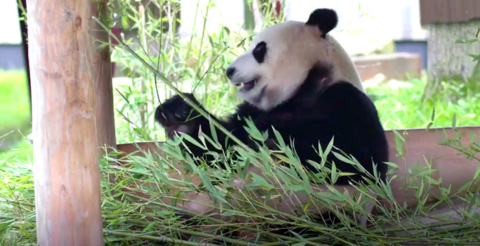 Video: het geheim van de reuzenpanda's in Ouwehands Dierenpark