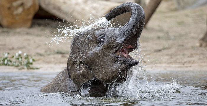 Dierentuin Artis breekt bezoekersrecord ondanks hete zomer