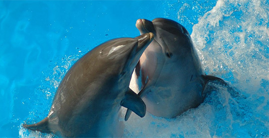 Belgisch dolfinarium: 'Protesteren heeft totaal geen zin'