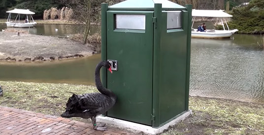 Hartverscheurend: Efteling-zwaan Koosje kapot van liefdesverdriet